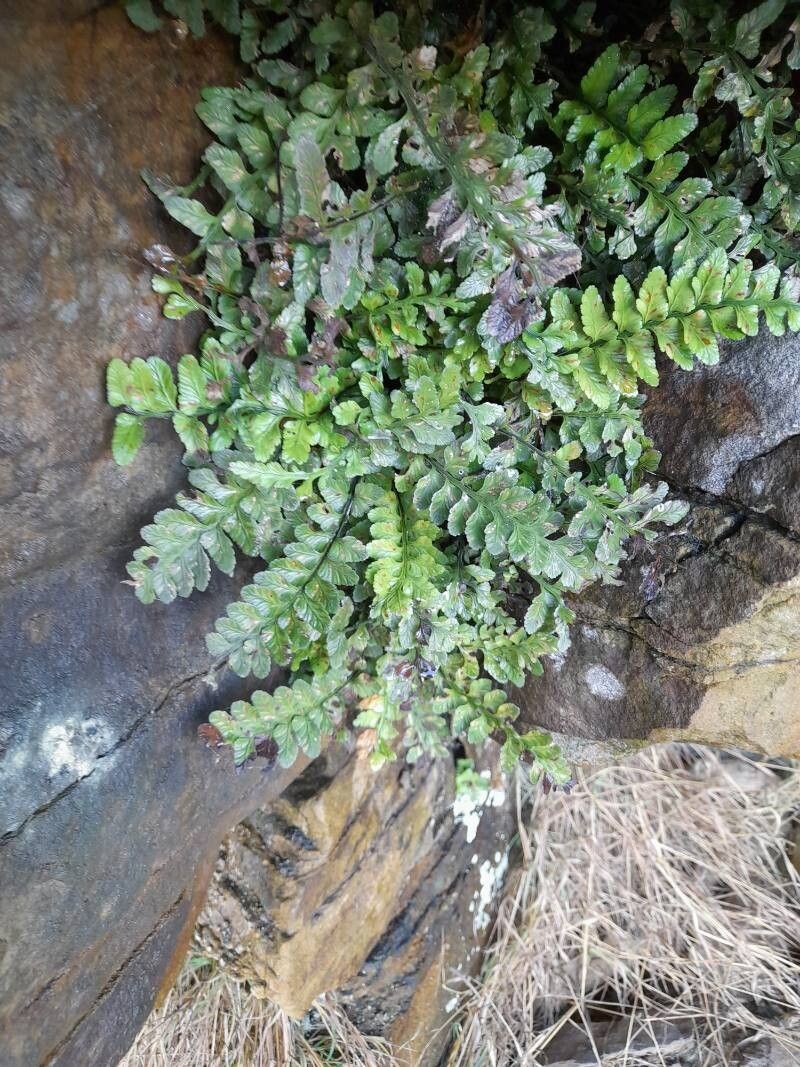Asplenium marinum (sea spleenwort) (alternate view 11)