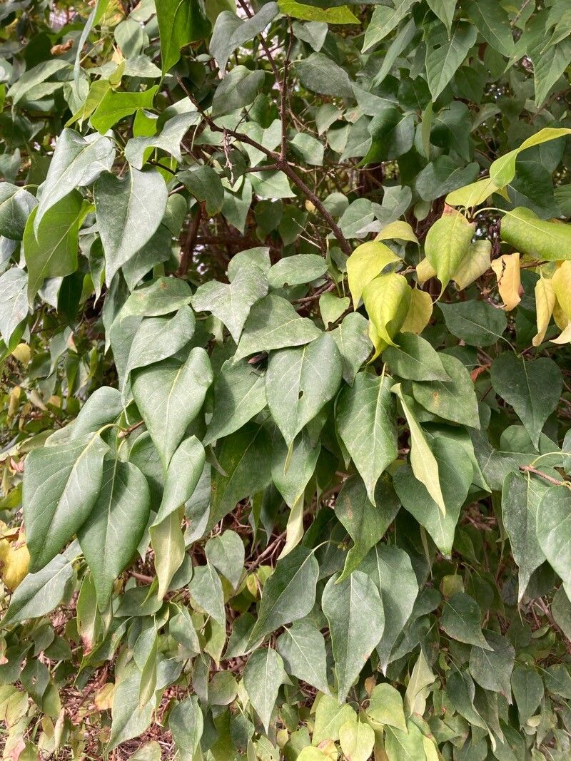 Syringa reticulata (Japanese Tree Lilac) (alternate view 11)