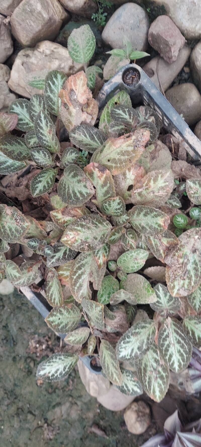 Episcia cupreata (Episcia Flame Violet) (alternate view 4)