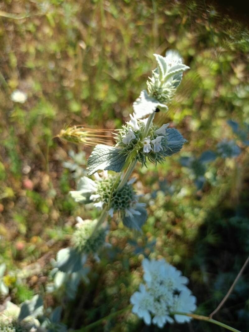 Marrubium incanum (alternate view 4)
