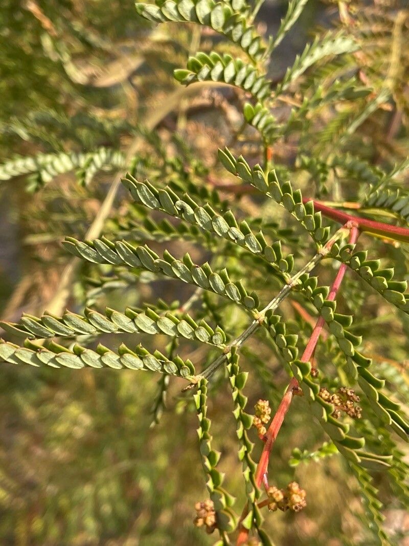 Acacia terminalis (Sunshine Wattle) (alternate view 13)