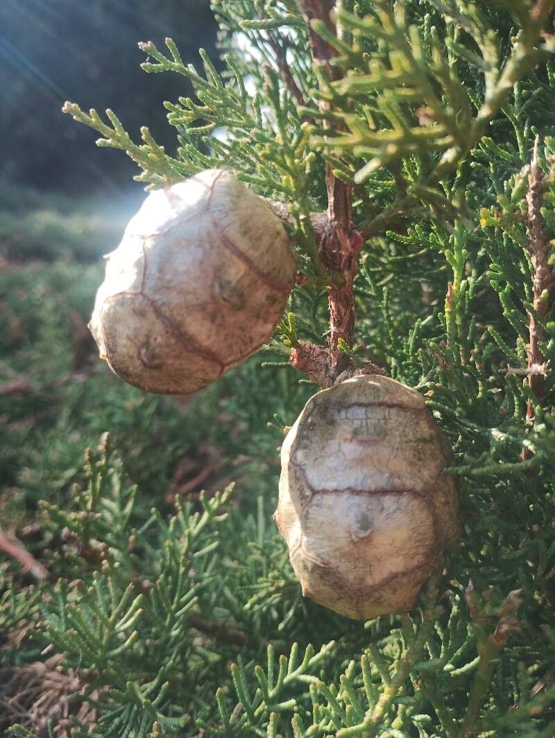 Cupressus sempervirens (Italian Cypress) (alternate view 8)