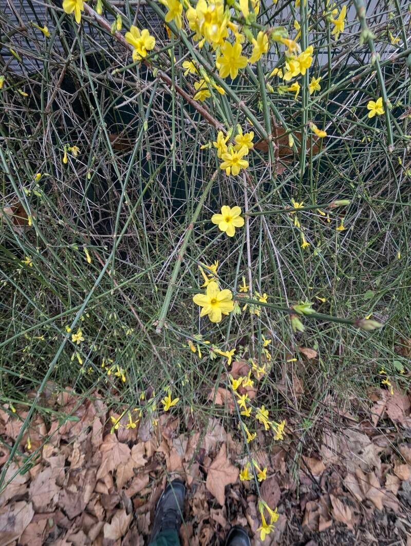 Jasminum nudiflorum (winter jasmine) (alternate view 11)