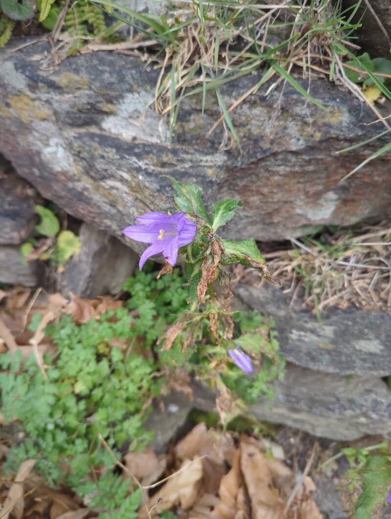 Campanula trachelium (Nettle-leaved Bellflower) (alternate view 15)
