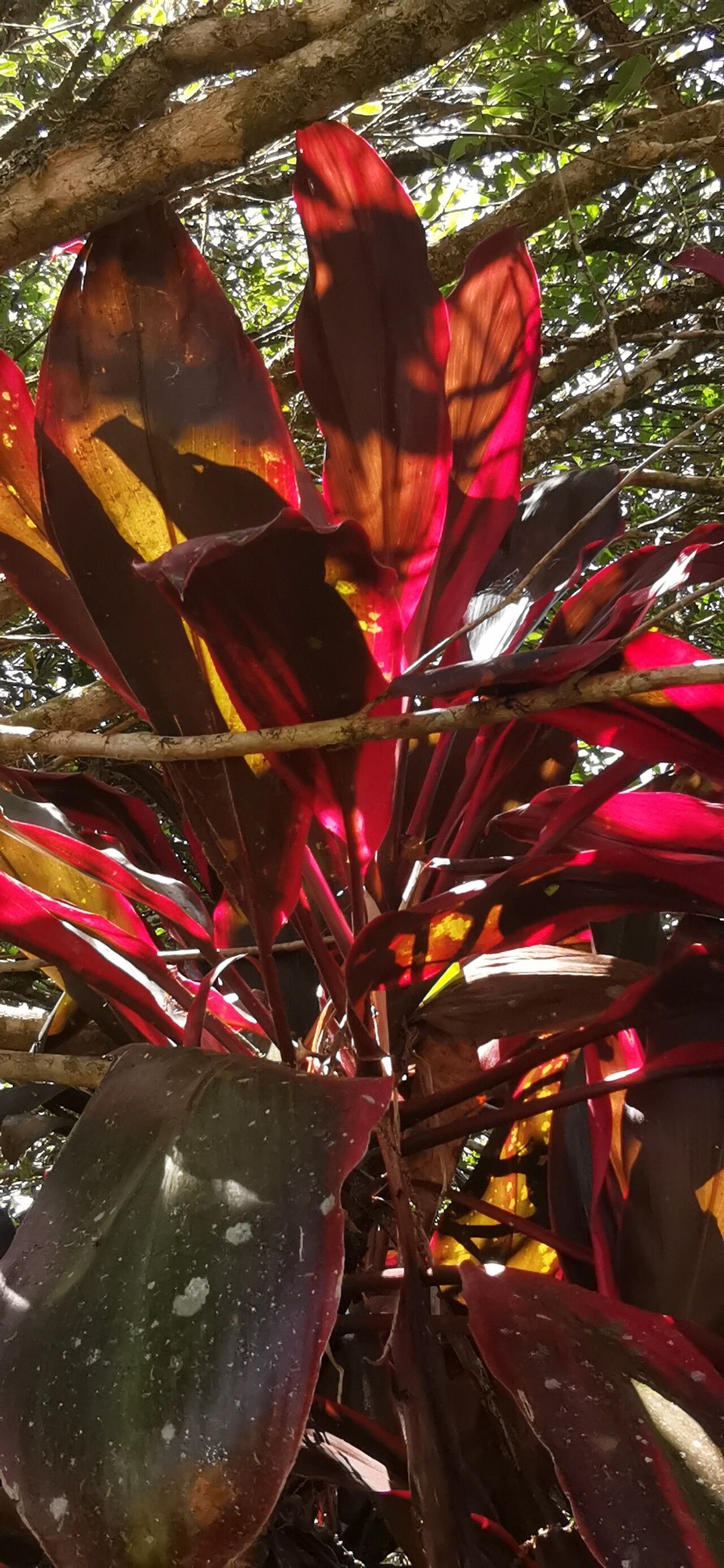Cordyline rubra (red-fruited palm lily) (alternate view 12)