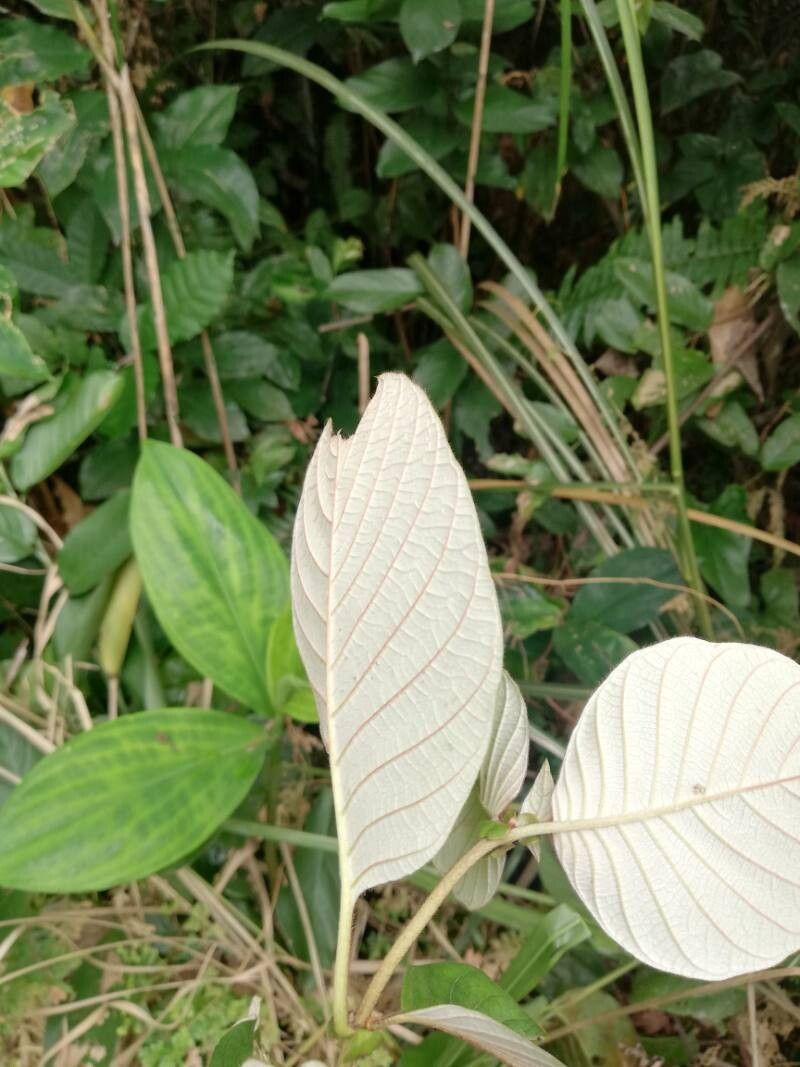 Mussaenda