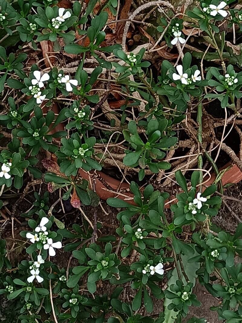 Iberis (Candytufts) (alternate view 3)