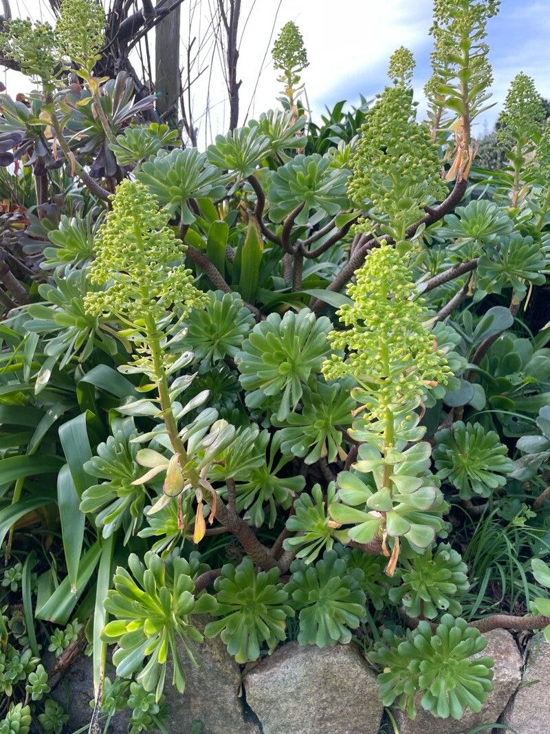 Aeonium arboreum (Tree Aeonium) (alternate view 3)