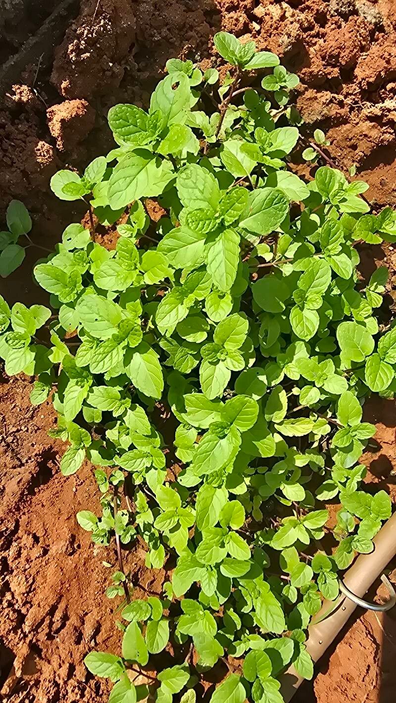 Mentha × piperita (Peppermint) (alternate view 13)