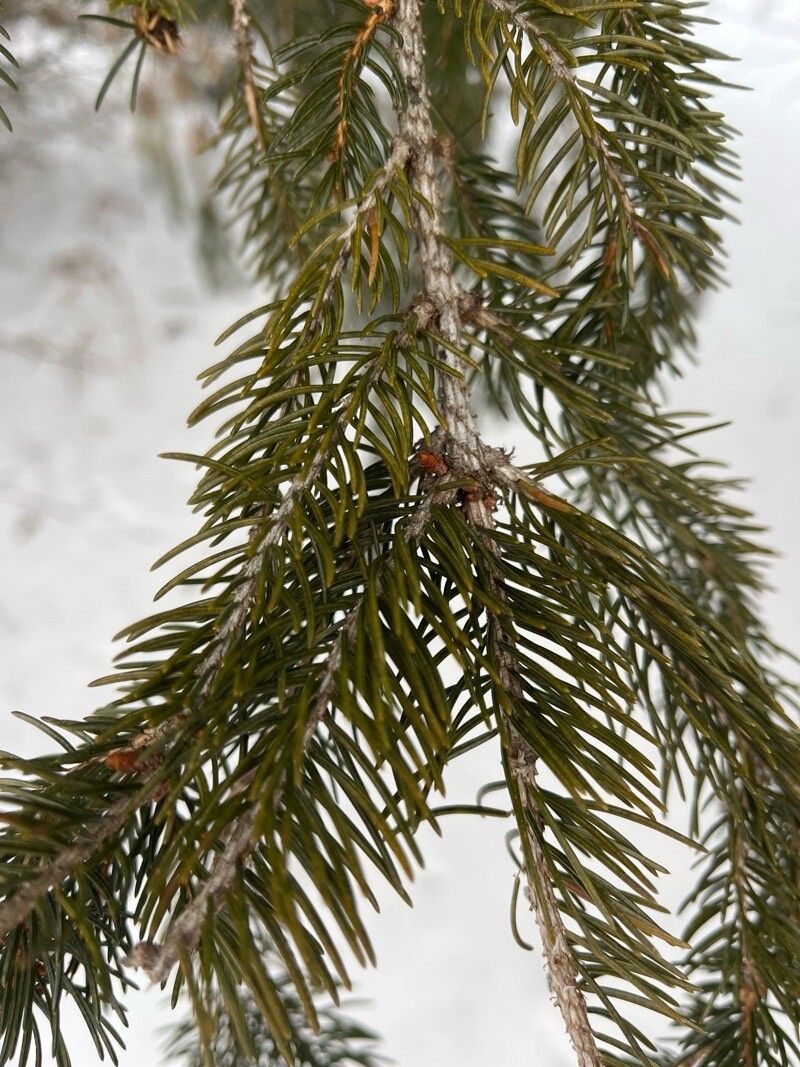 Picea rubens (red spruce) (alternate view 11)