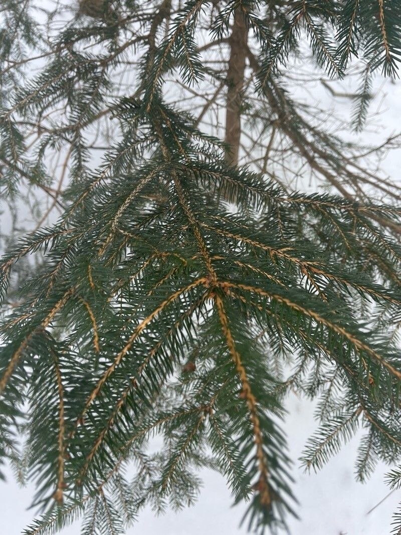 Picea rubens (red spruce) (alternate view 12)