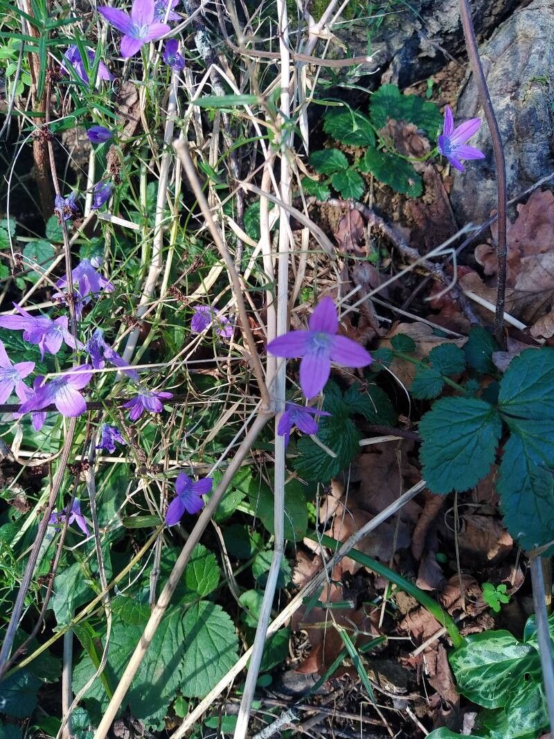 Campanula patula (Spreading Bellflower) (alternate view 11)