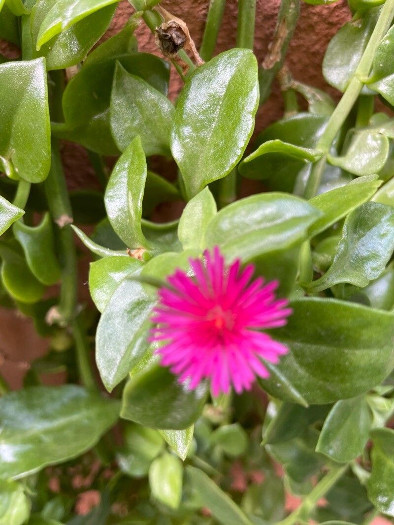 Aptenia cordifolia (Livingstone Daisy) (alternate view 2)