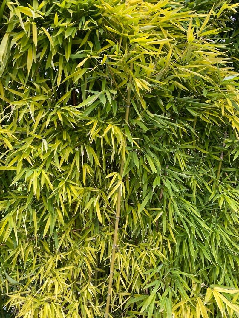 Phyllostachys aurea (golden bamboo) (alternate view 3)