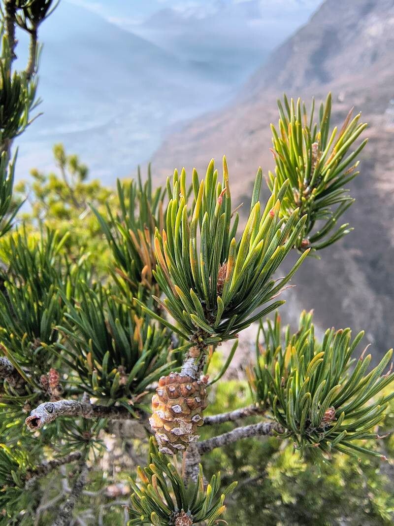 Pinus mugo (mugo pine) (alternate view 2)