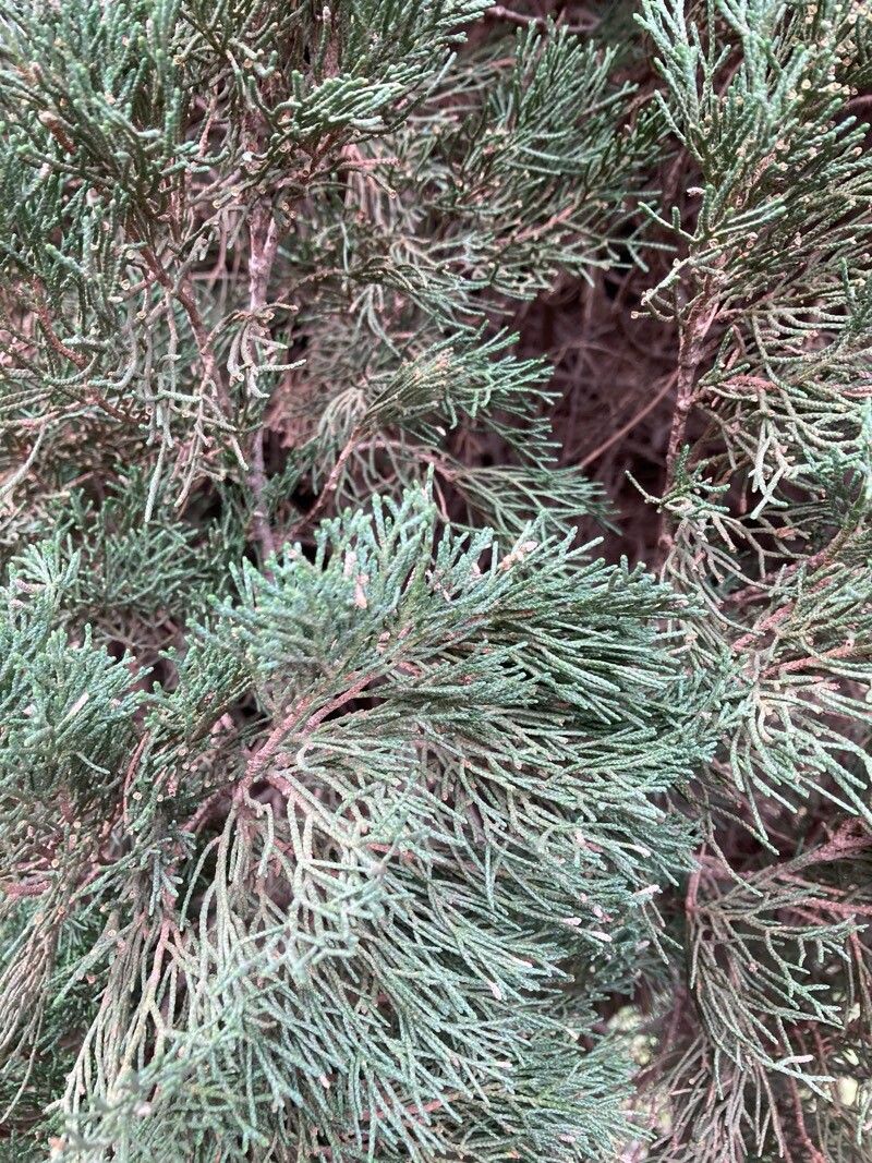 Cupressus sempervirens (Italian Cypress) (alternate view 7)