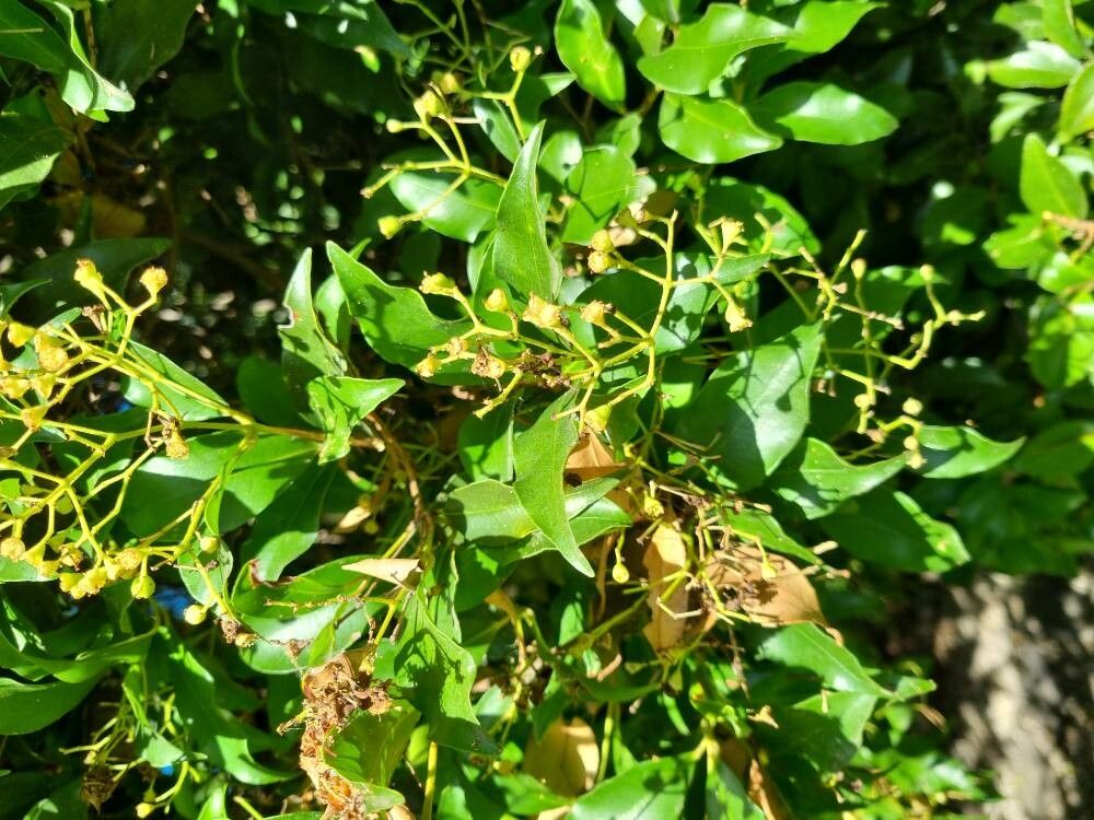 Syzygium smithii (Lilly Pilly) (alternate view 12)