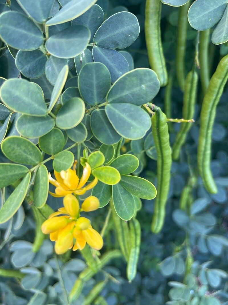 Senna bicapsularis (Butterfly Bush Senna) (alternate view 10)