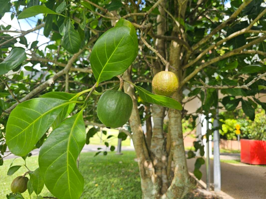 Atractocarpus fitzalanii (Brown Gardenia) (alternate view 6)