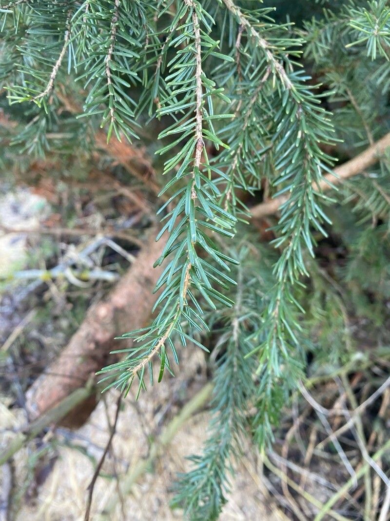 Picea omorika (Serbian Spruce)