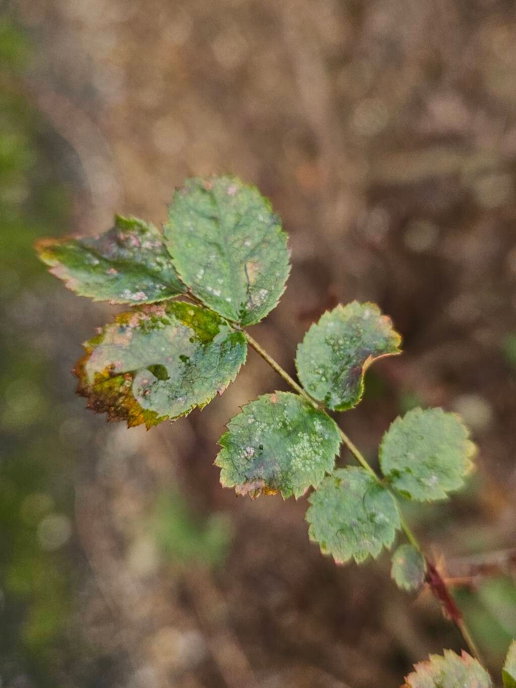 Rosa spinosissima (Burnet Rose) (alternate view 13)