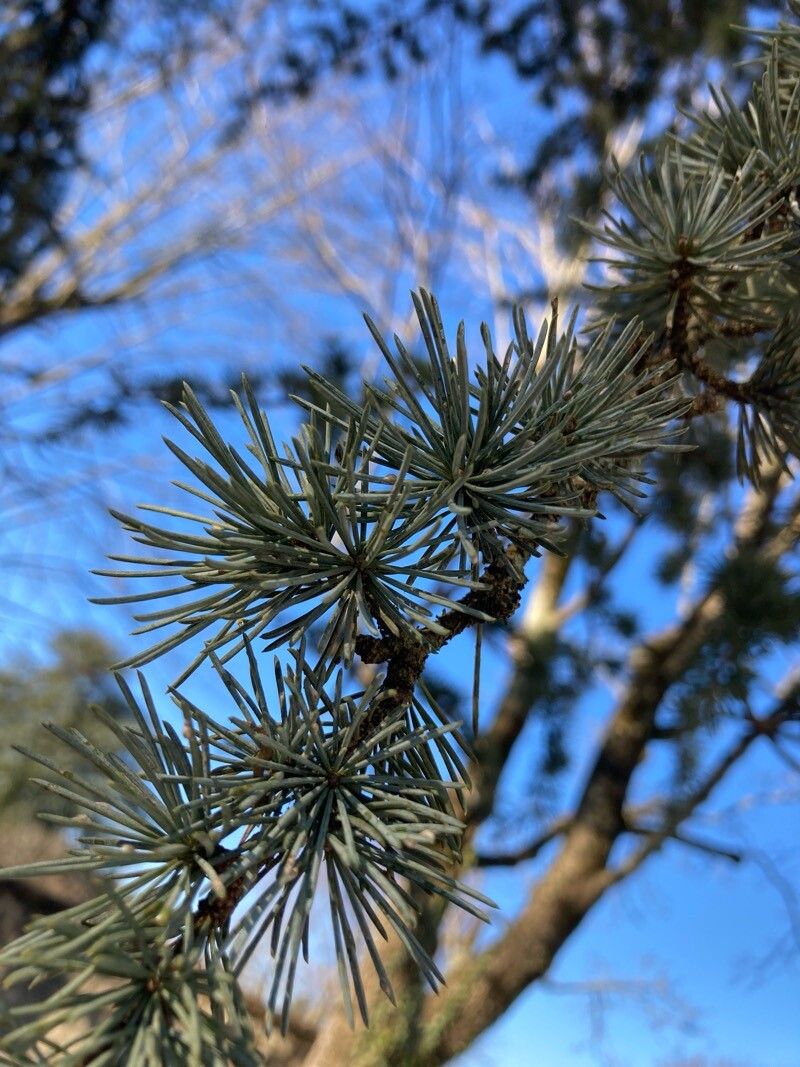 Cedrus atlantica (Atlas Cedar) (alternate view 7)