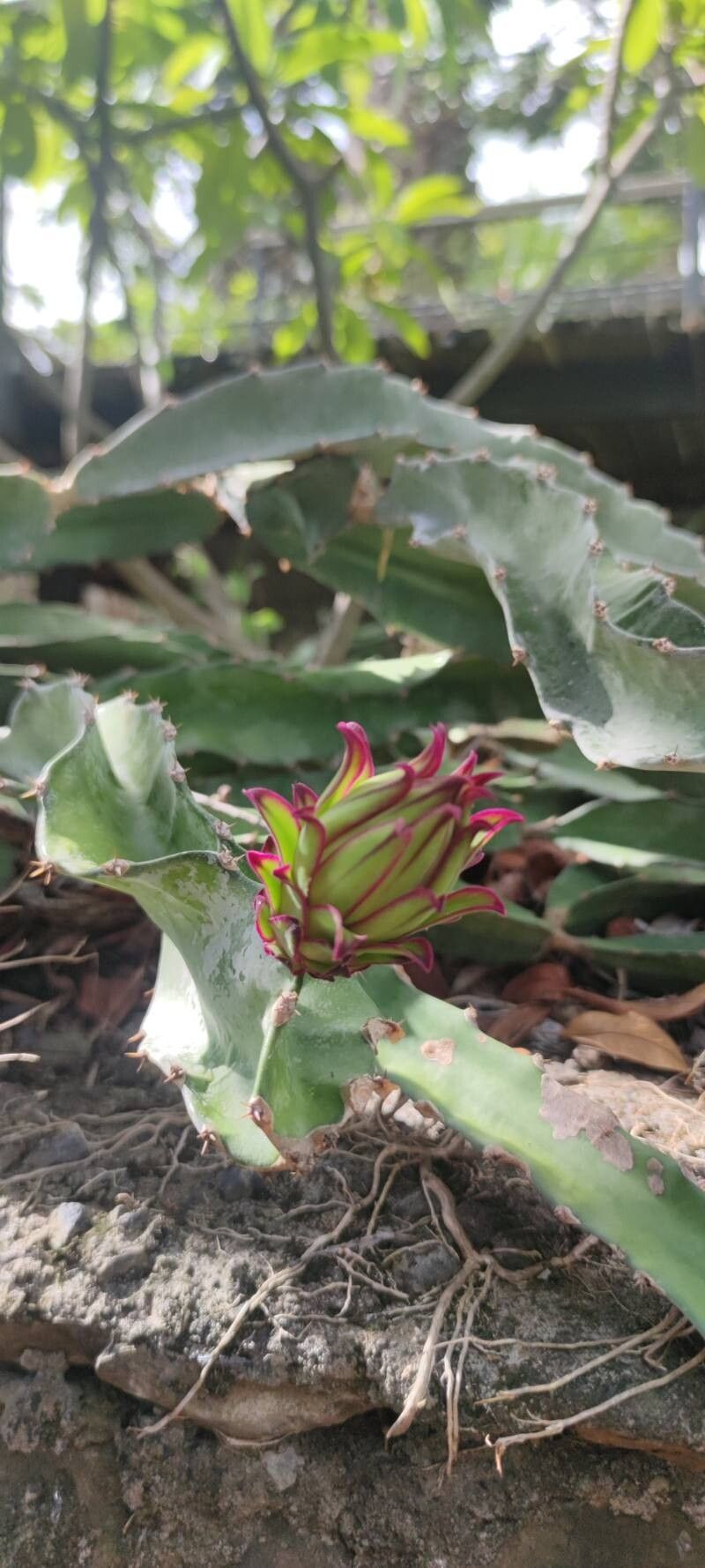 Hylocereus undatus (Dragon Fruit) (alternate view 2)