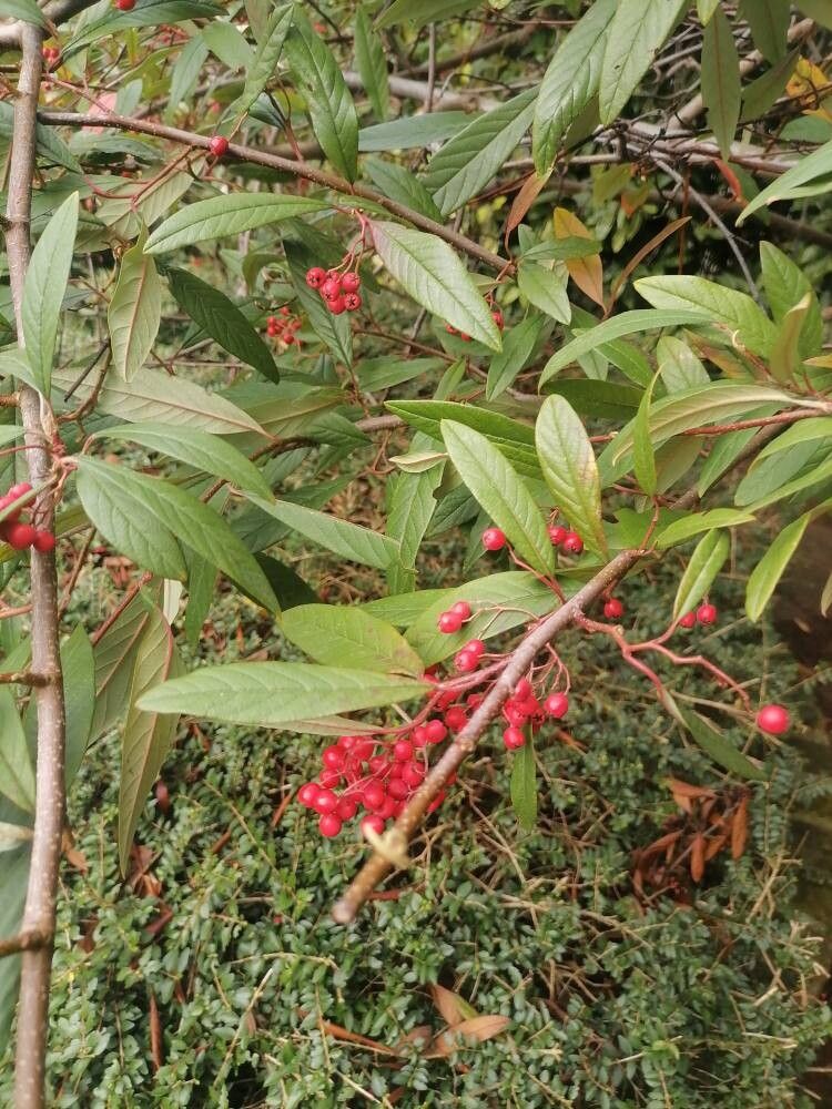 Cotoneaster salicifolius (Willow-leaved Cotoneaster) (alternate view 11)