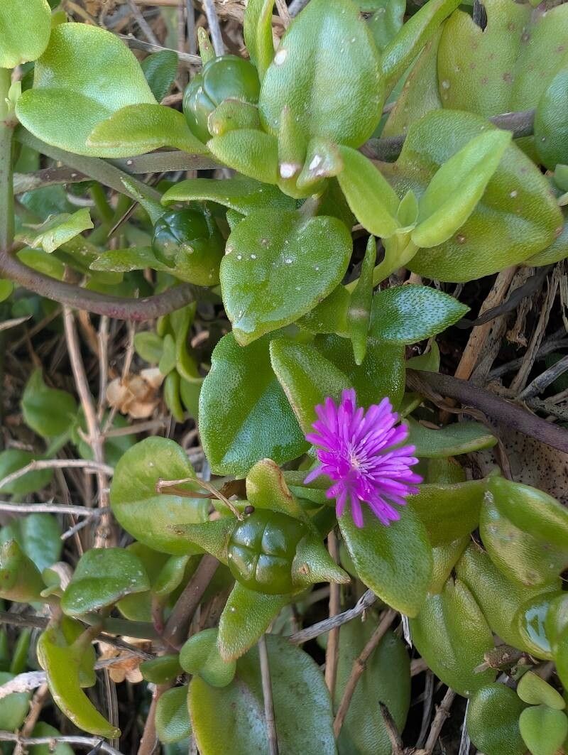 Aptenia cordifolia (Livingstone Daisy)