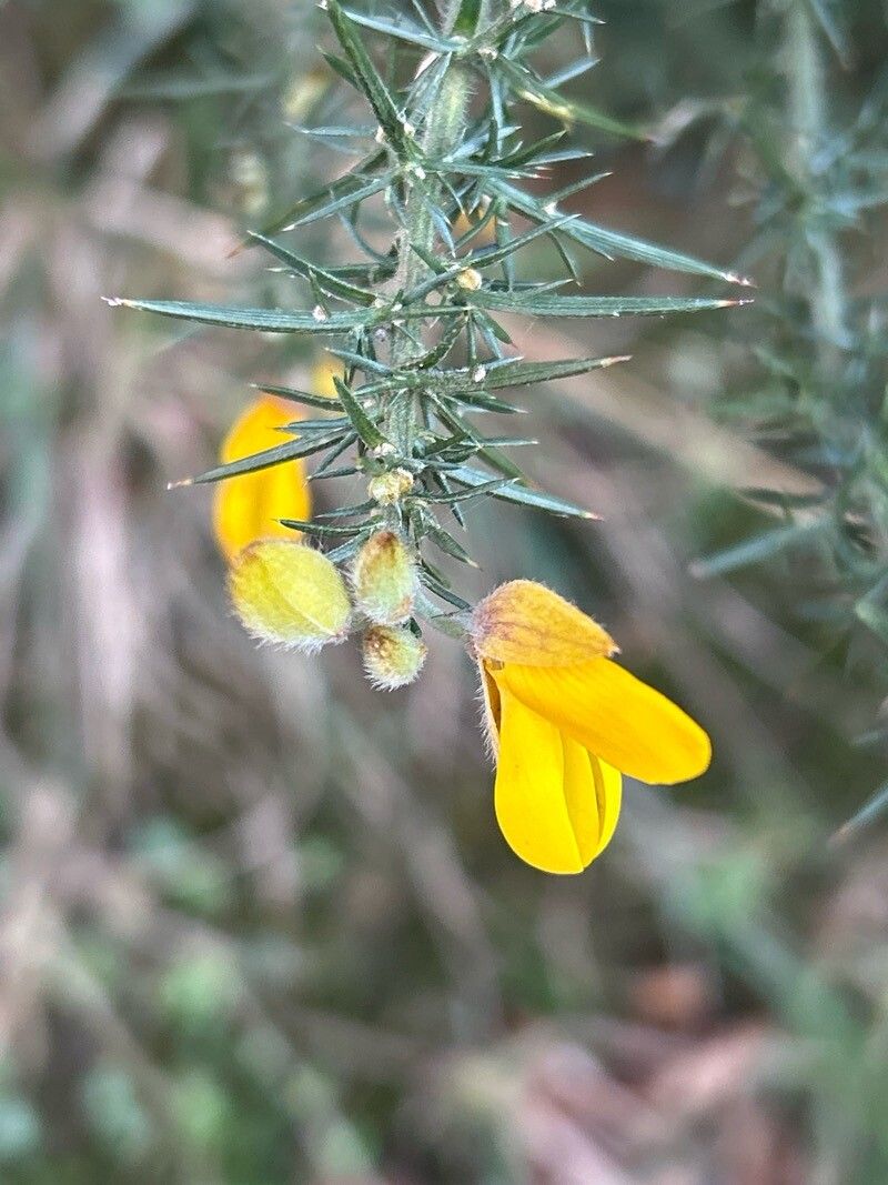 Ulex gallii (Western Gorse) (alternate view 11)