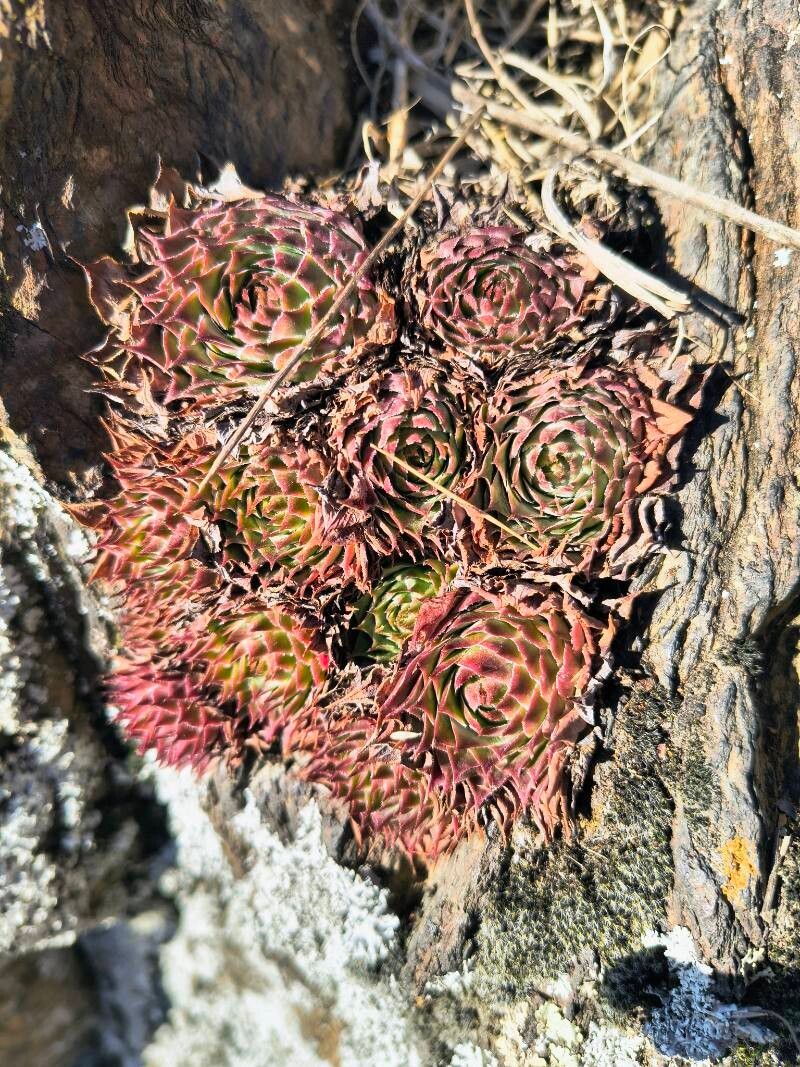 Sempervivum tectorum (Hens and Chicks) (alternate view 4)