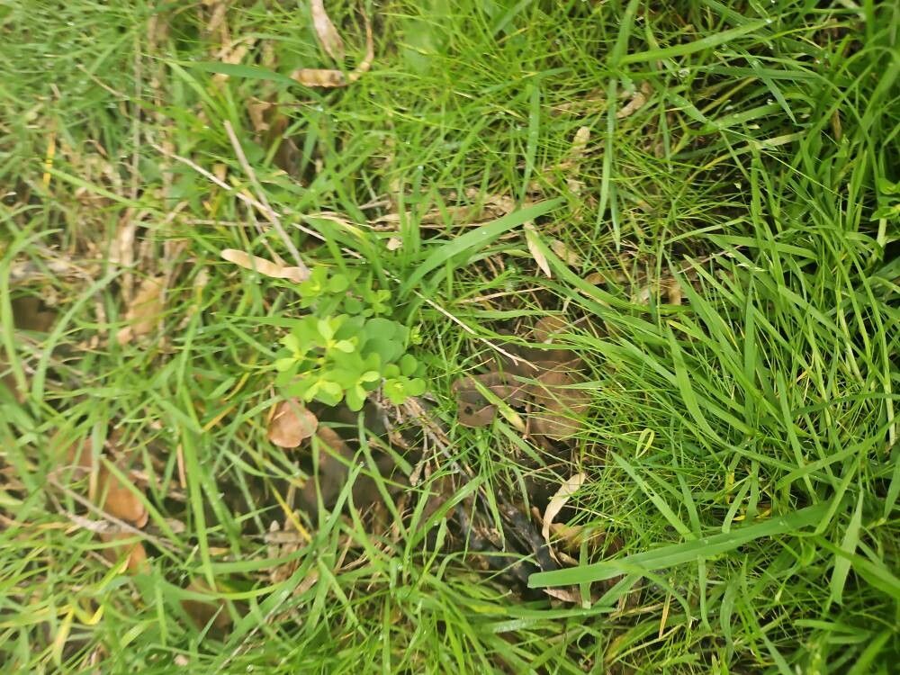 Oxalis stricta (upright yellow woodsorrel) (alternate view 13)