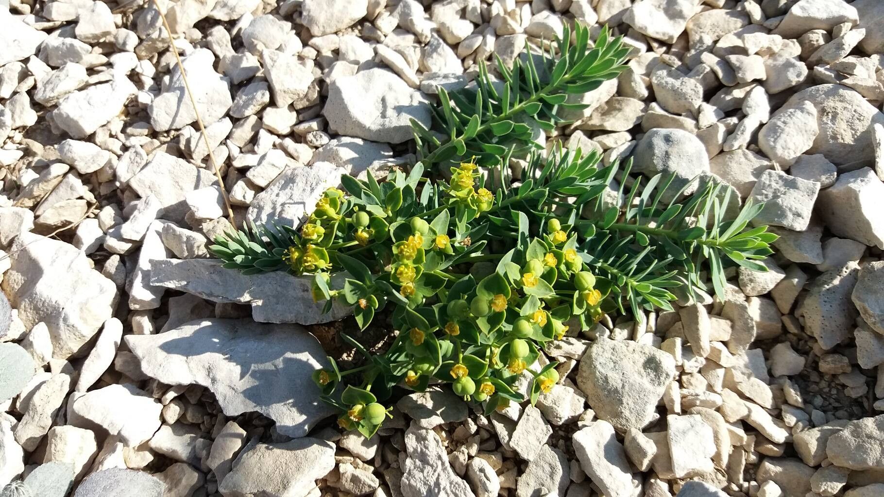 Euphorbia seguieriana (alternate view 2)
