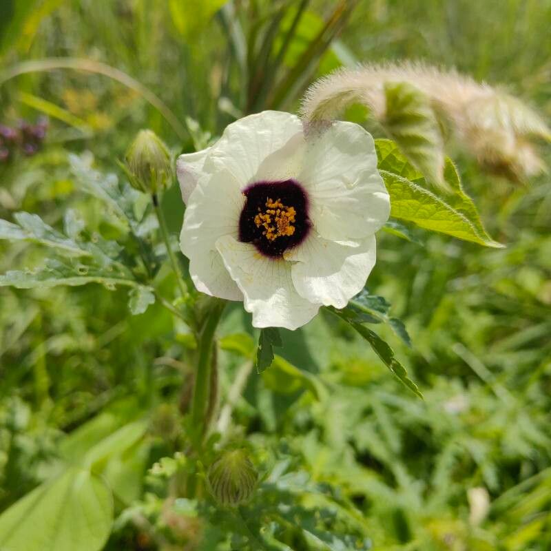 Hibiscus trionum (flower-of-an-hour) (alternate view 13)