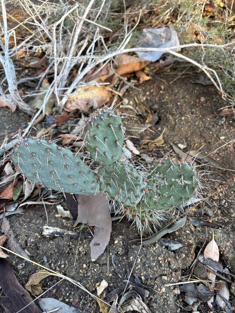 Opuntia littoralis (Coastal Pricklypear) (alternate view 11)
