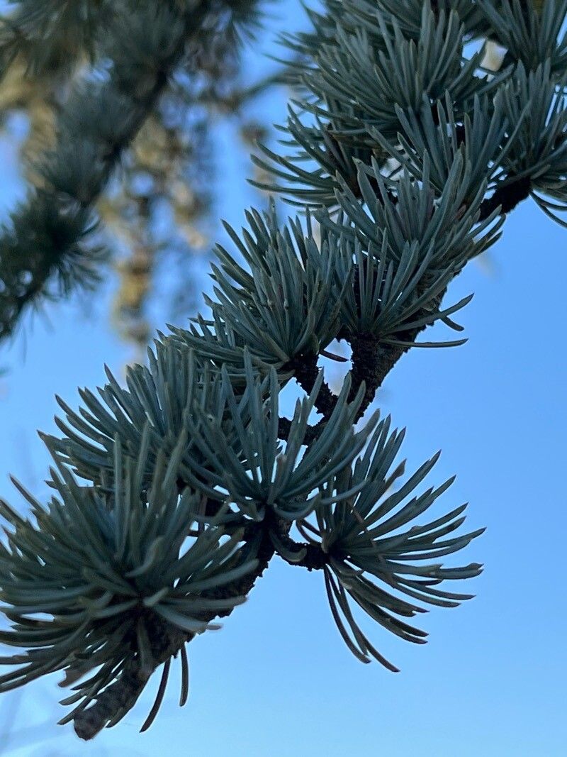 Cedrus atlantica (Atlas Cedar) (alternate view 6)