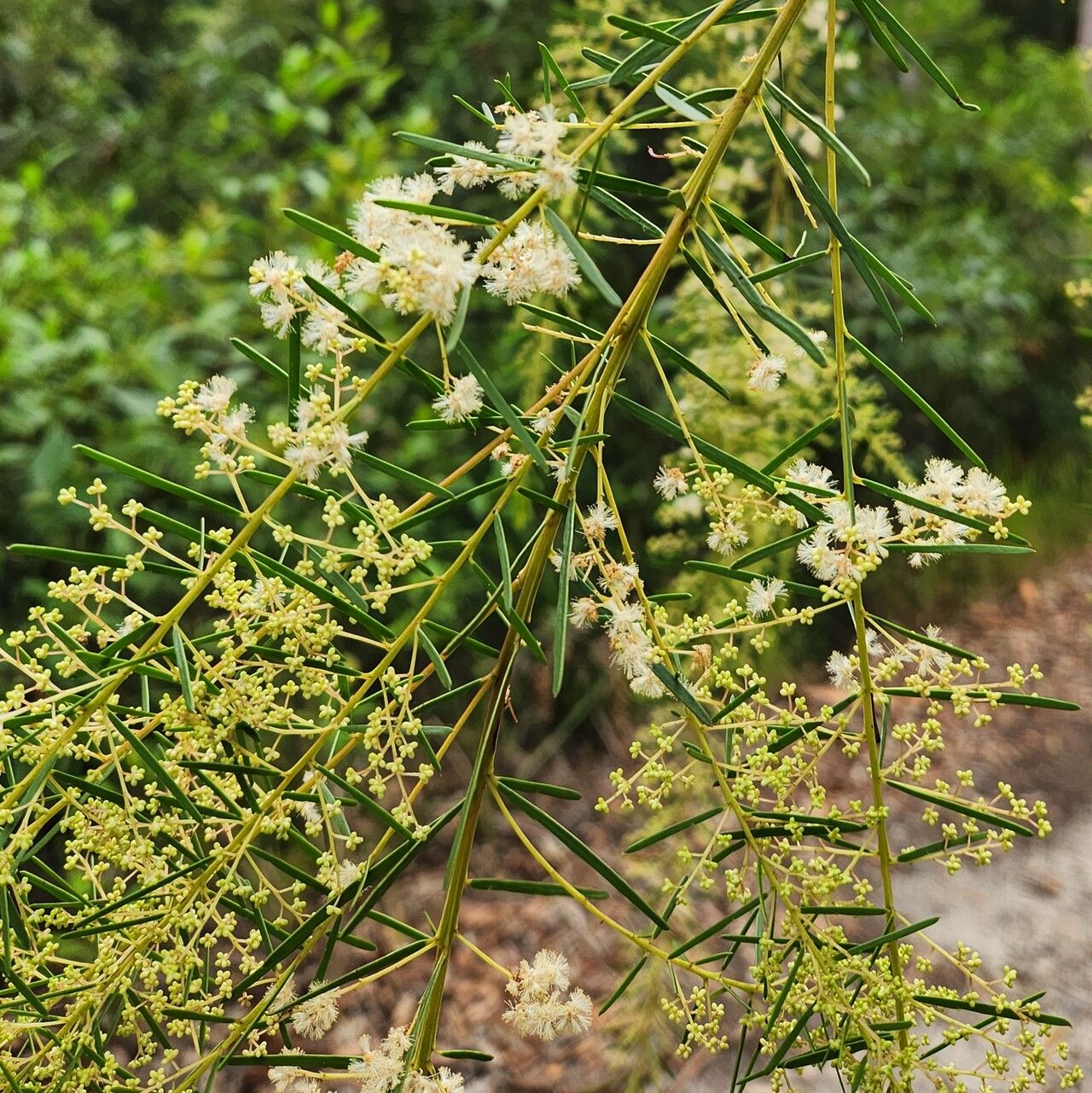 Acacia linifolia (Flax-leaved Wattle) (alternate view 12)