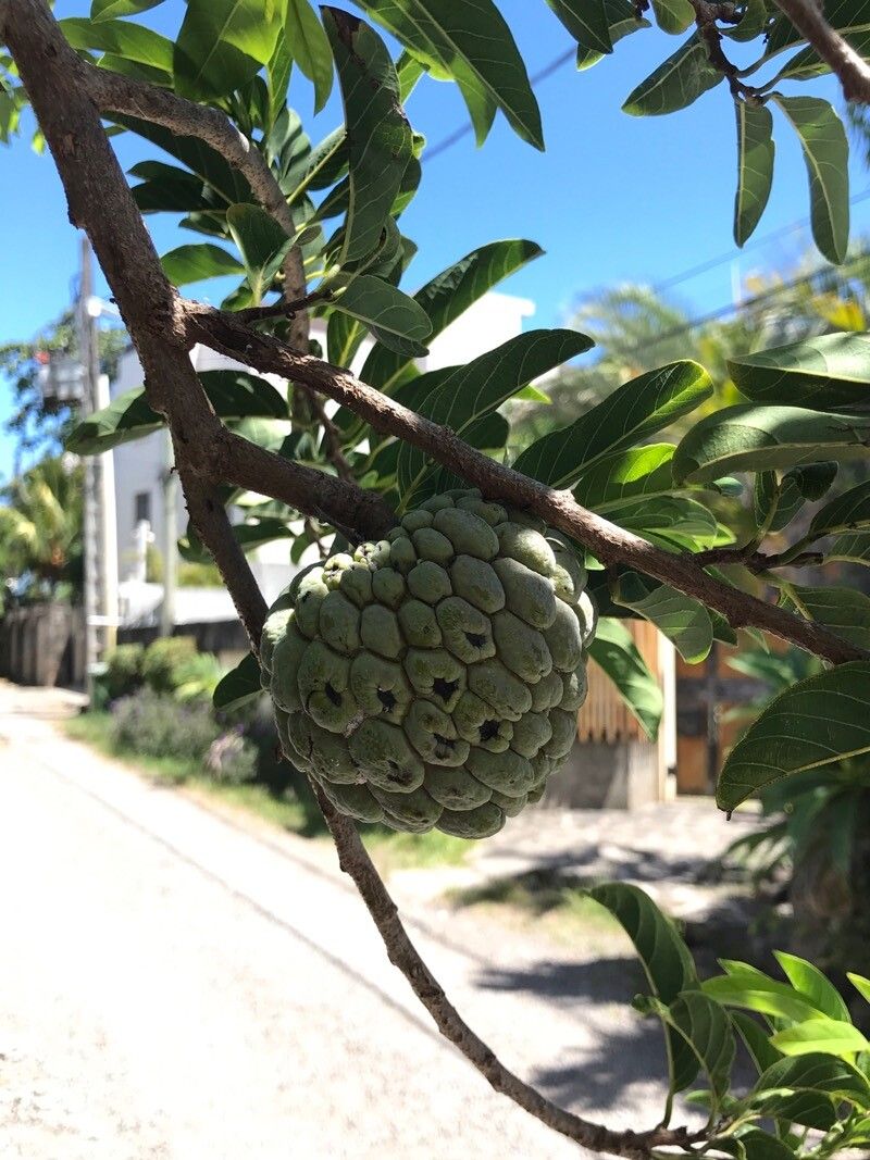 Annona squamosa (Sugar Apple) (alternate view 11)