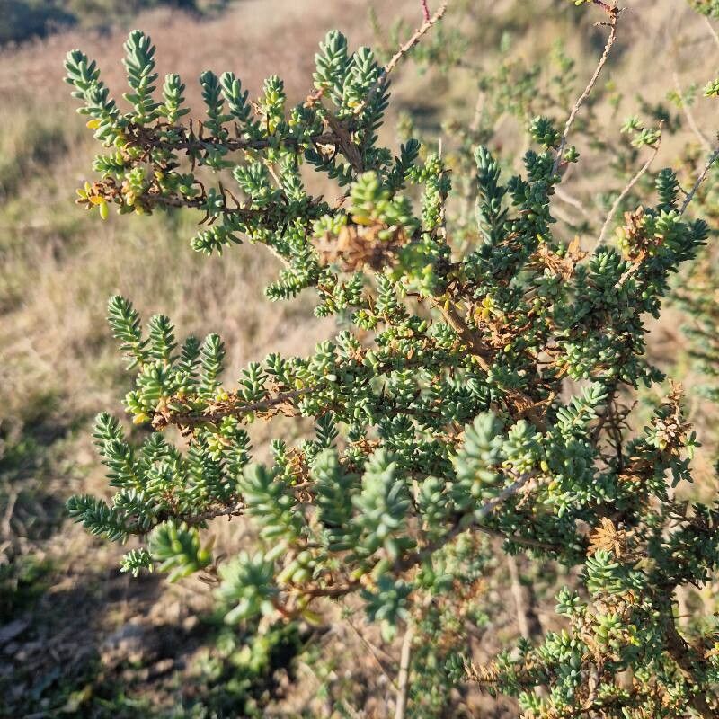 Suaeda vera (Shrubby Seablite) (alternate view 10)
