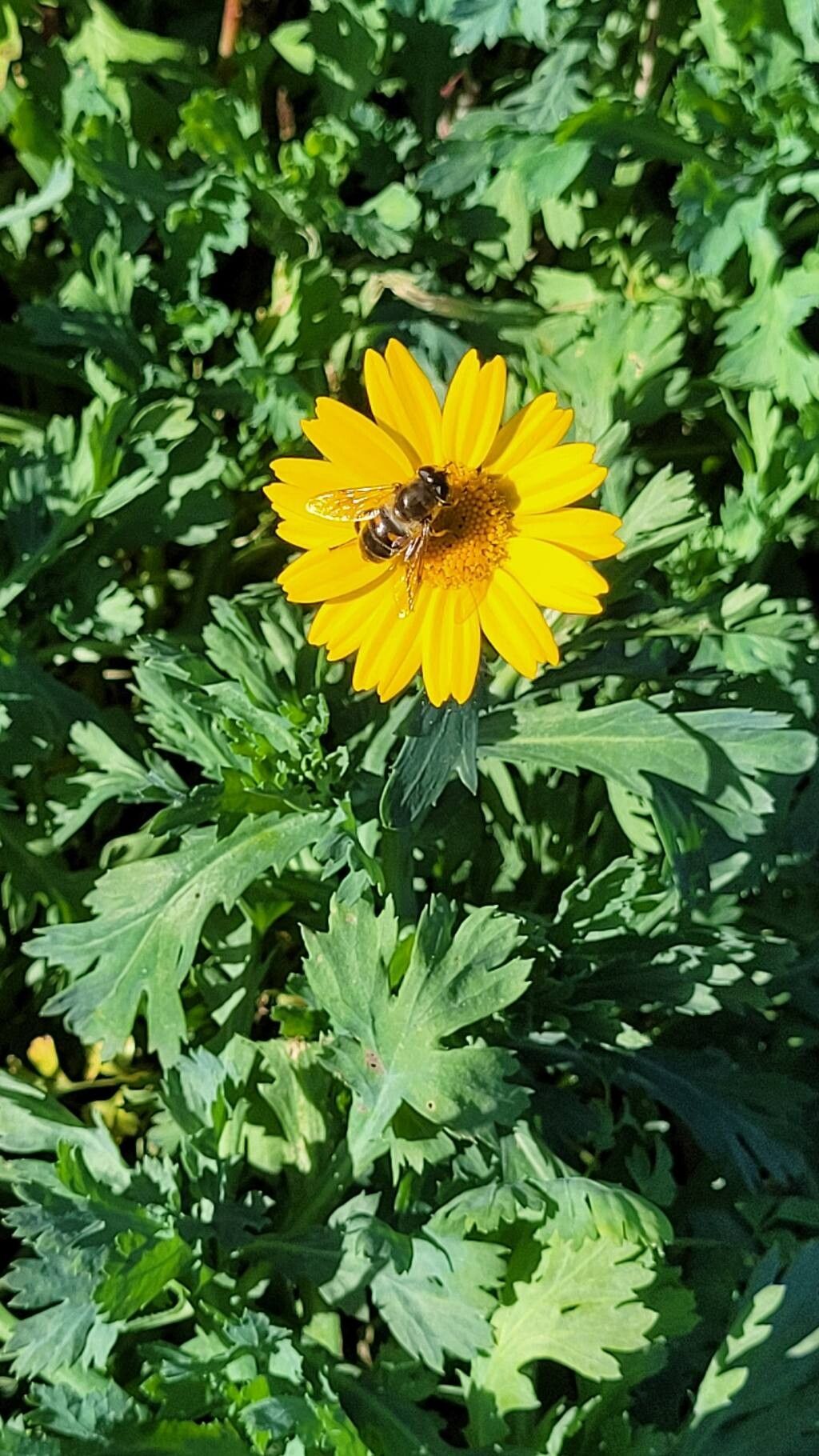 Glebionis segetum (Corn Marigold) (alternate view 14)