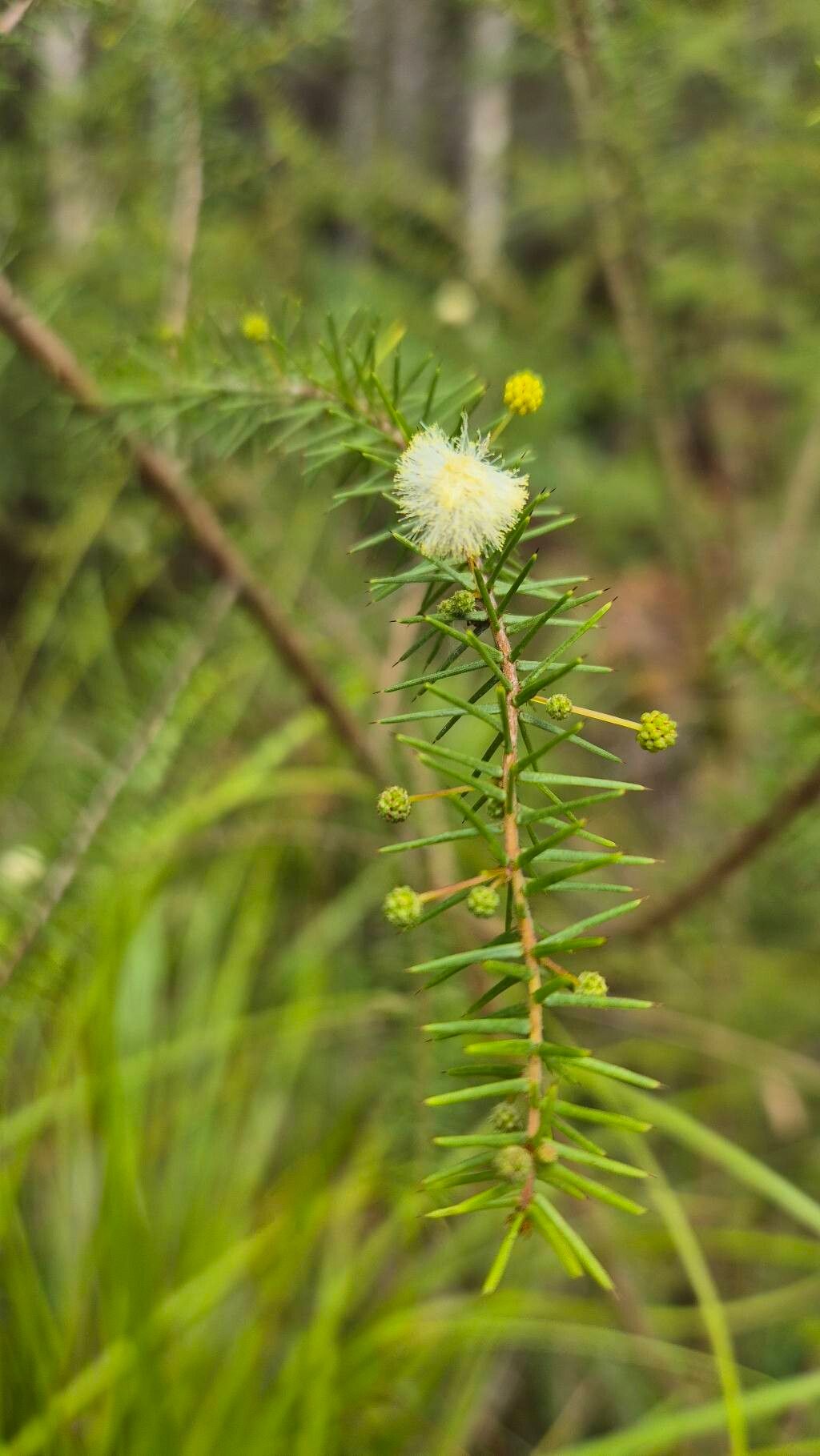Acacia ulicifolia (juniper wattle) (alternate view 12)