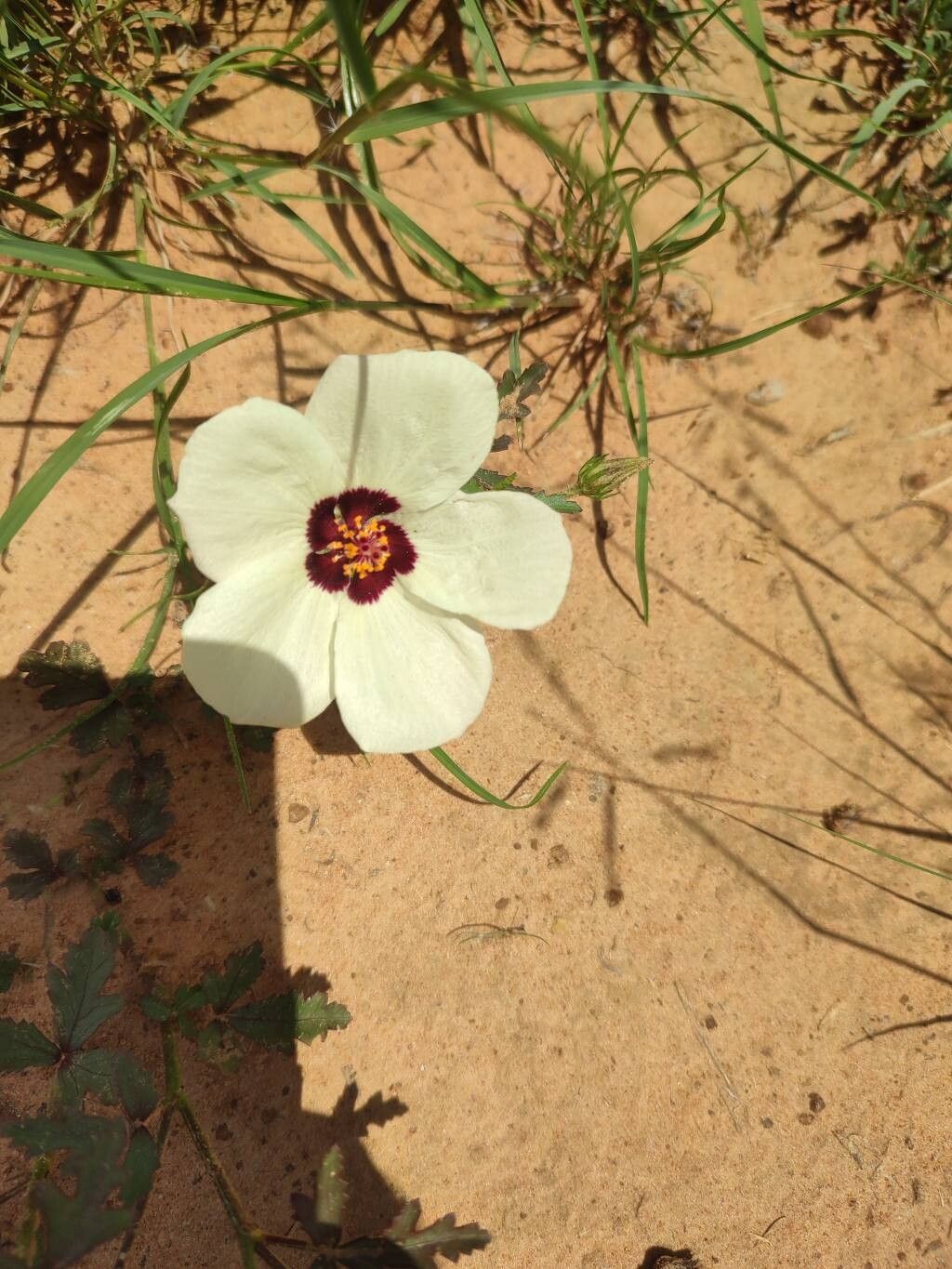Hibiscus trionum (flower-of-an-hour) (alternate view 14)