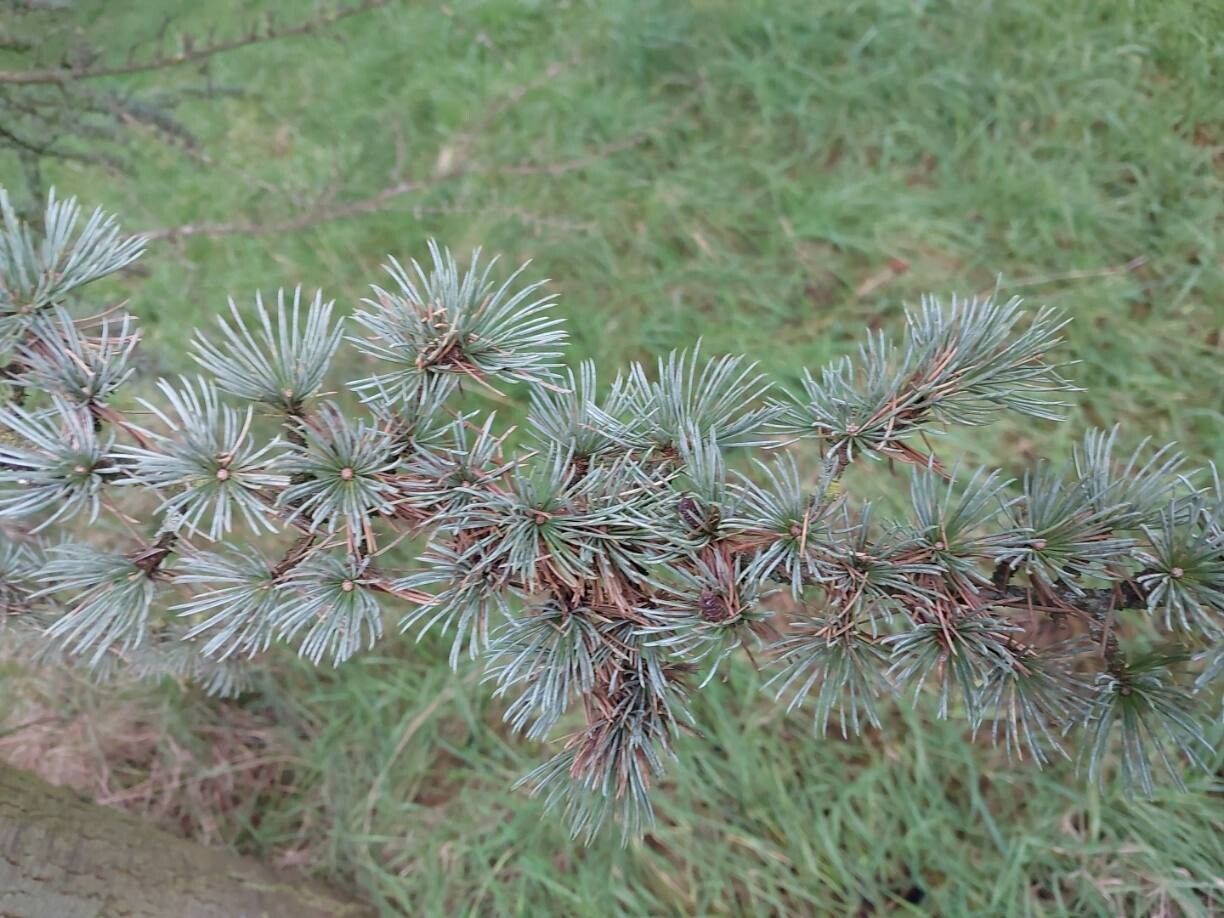 Cedrus atlantica (Atlas Cedar) (alternate view 8)