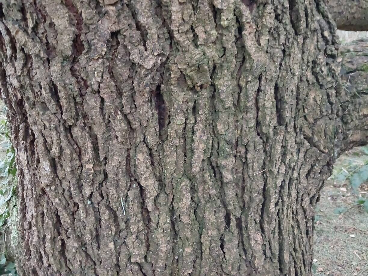 Cedrus deodara (deodar cedar) (alternate view 4)