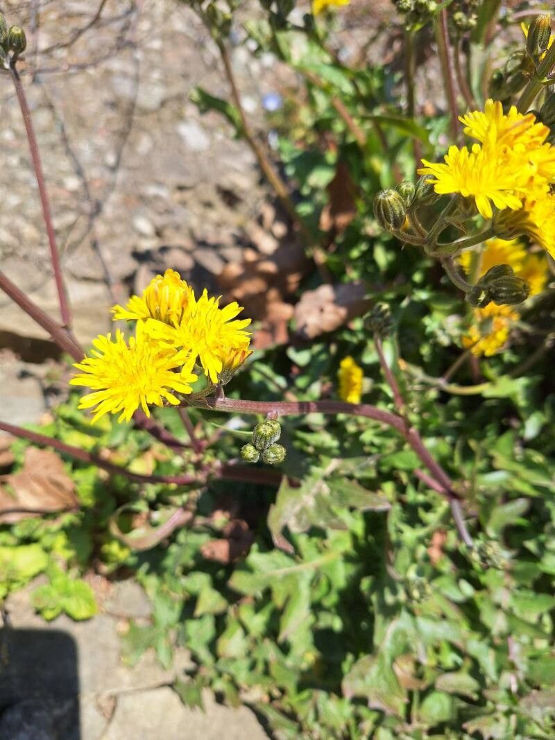 Crepis vesicaria (Beaked Hawksbeard) (alternate view 11)