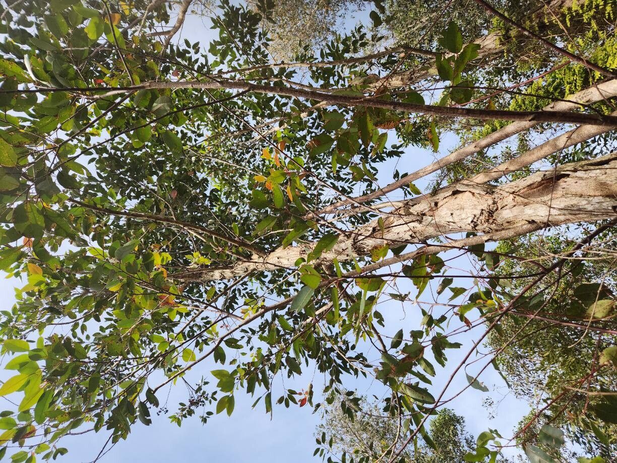 Eucalyptus robusta (Swamp Mahogany) (alternate view 10)