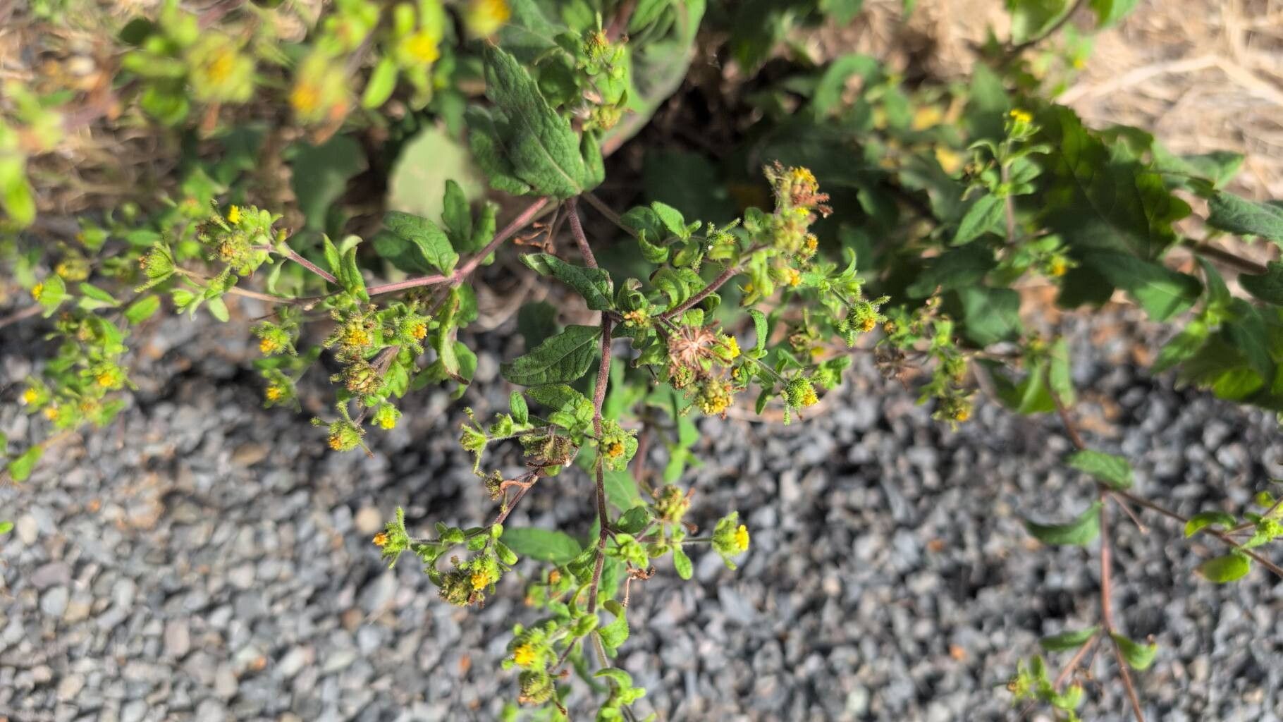 Sigesbeckia orientalis (Eastern St Paul's-wort) (alternate view 11)