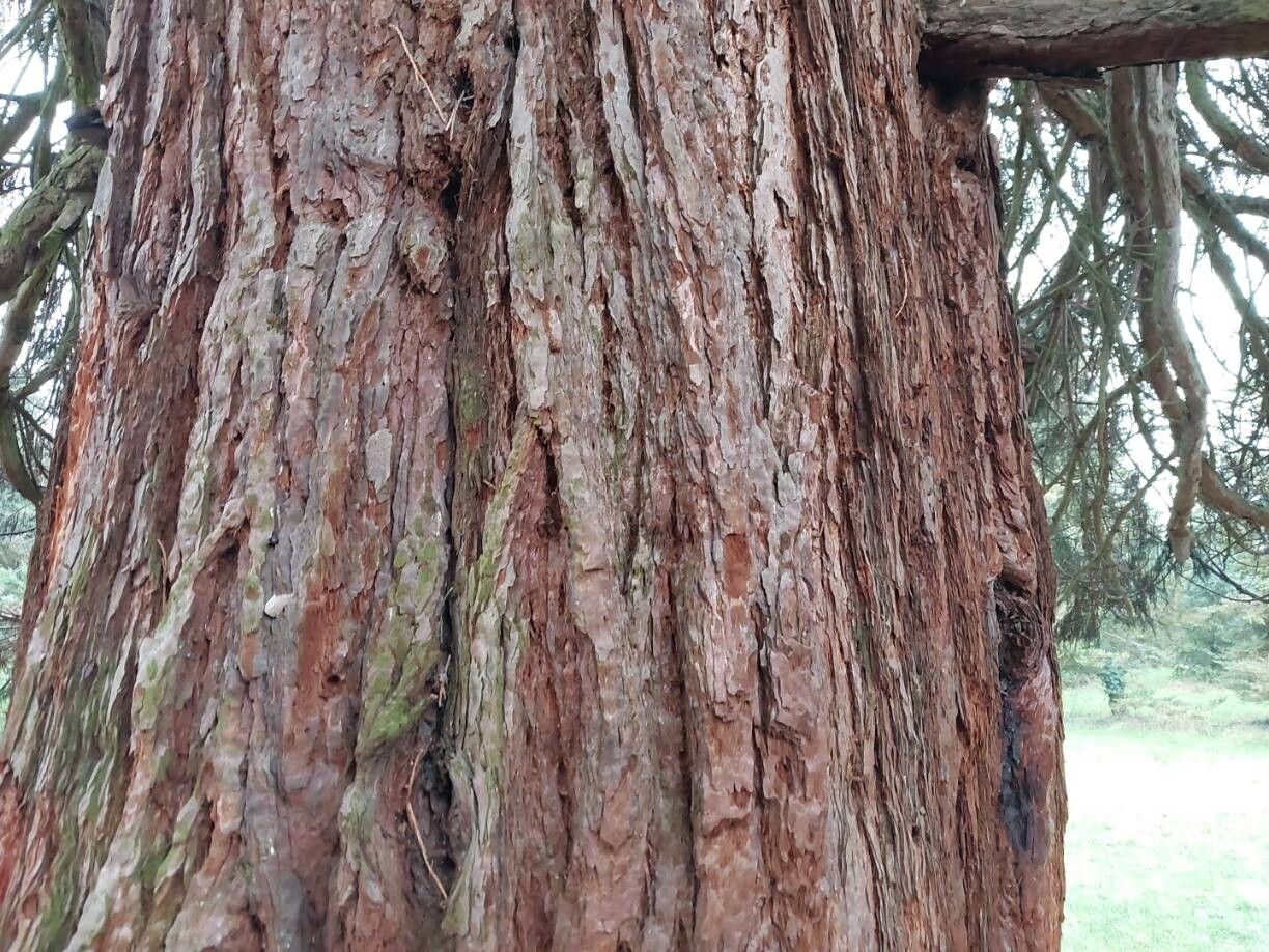 Sequoiadendron giganteum (giant sequoia)