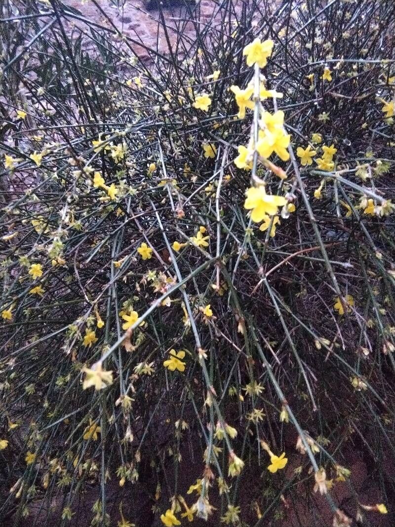 Jasminum nudiflorum (winter jasmine) (alternate view 12)