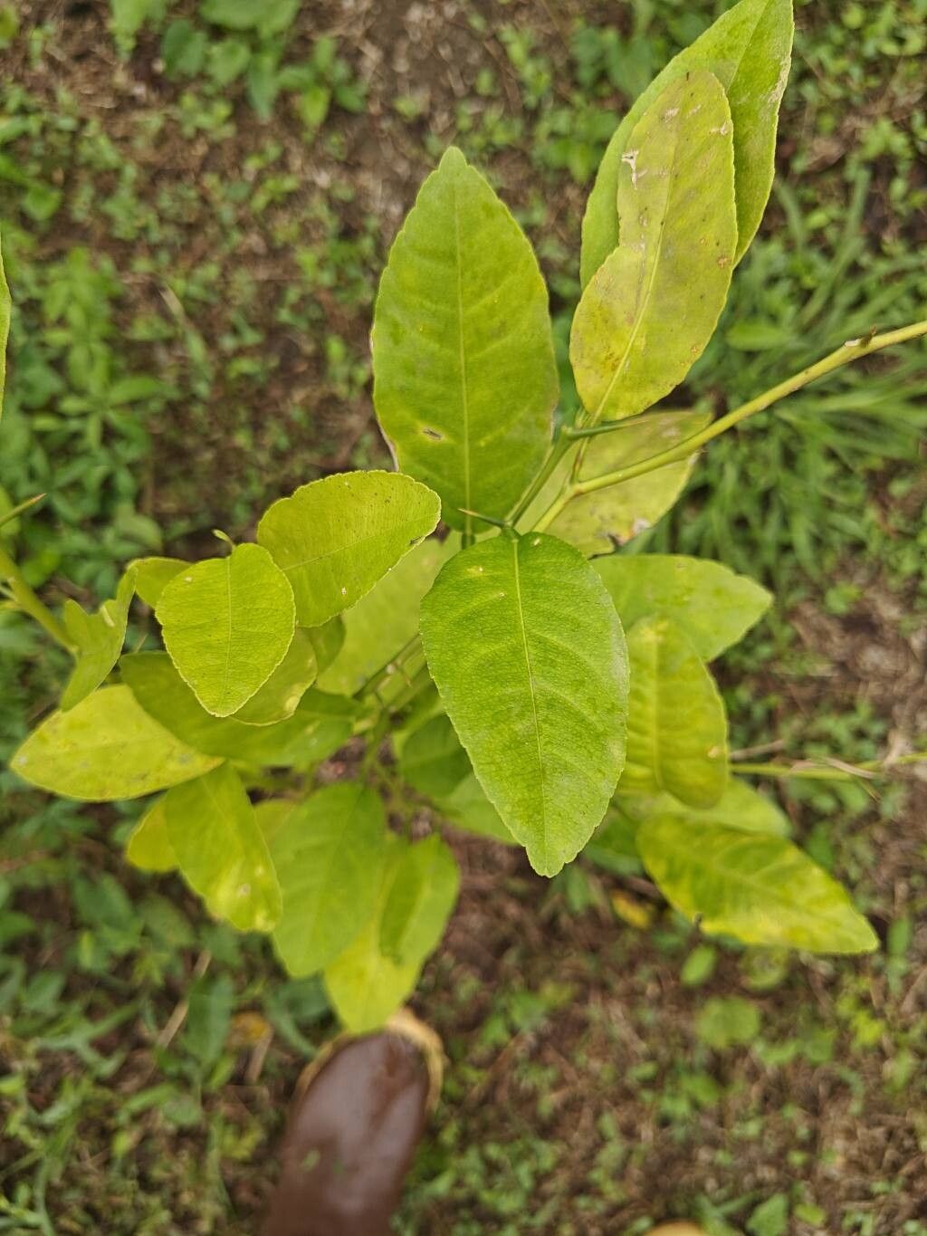 Citrus unshiu, Satsuma mandarin — spreading evergreen (Rutaceae) (image 1 of 10)